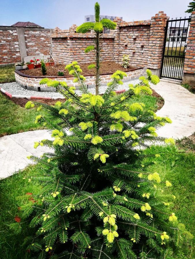 Hotel Casa Alba Năvodari Esterno foto